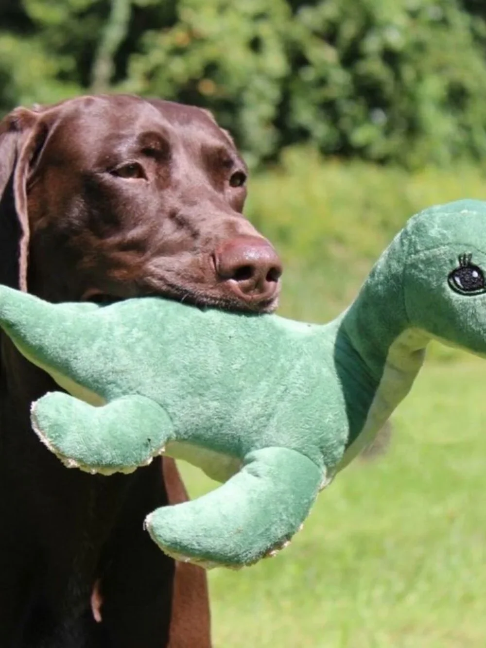 Tall Tails Nessie Dinosaur with Squeaker Dog Toy Medium Large Dogs